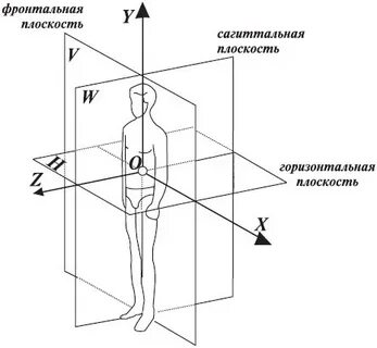 Основные плоскости оси тела человека