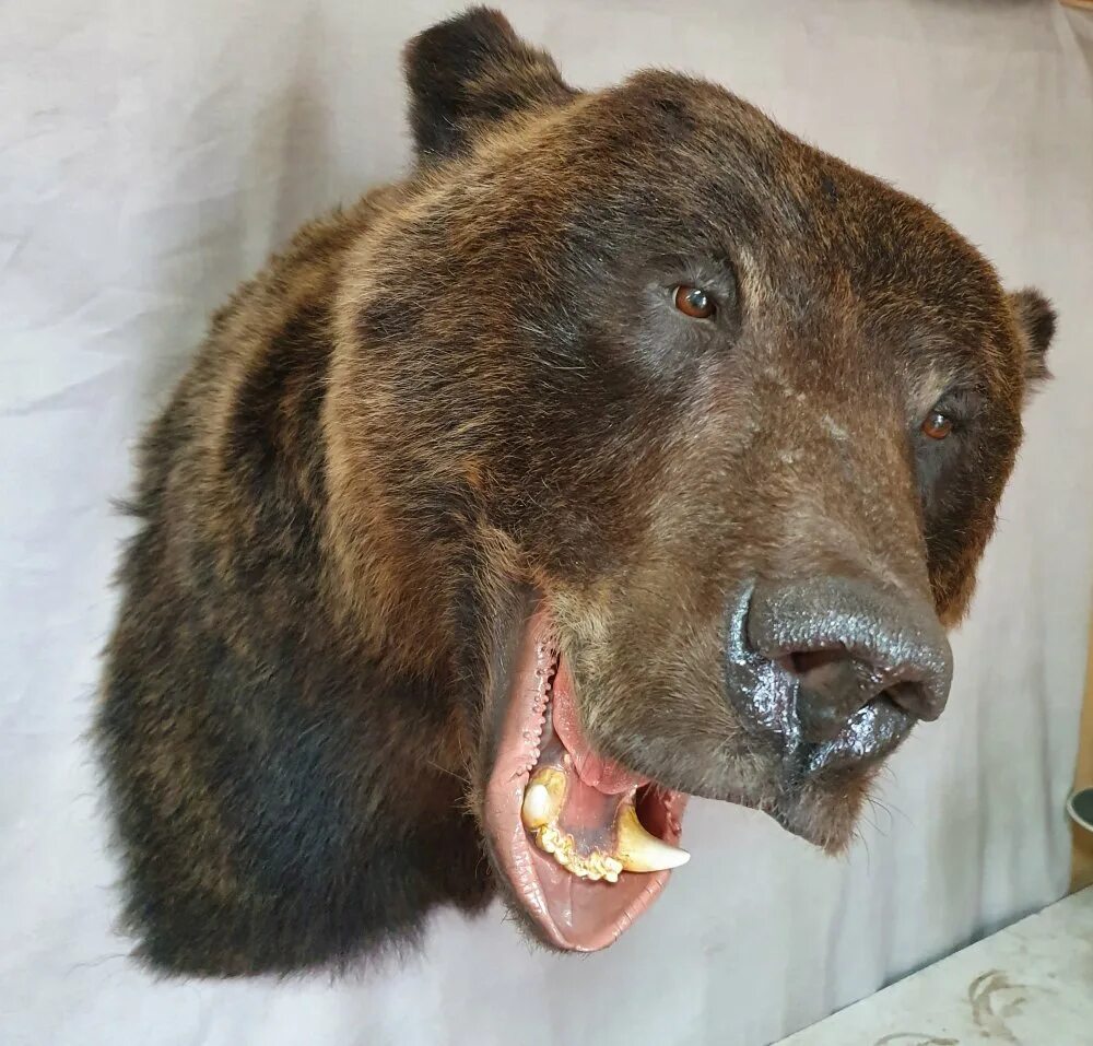 Какая голова у медведя. Медведь. Голова медведя. Голова медведя трофей.