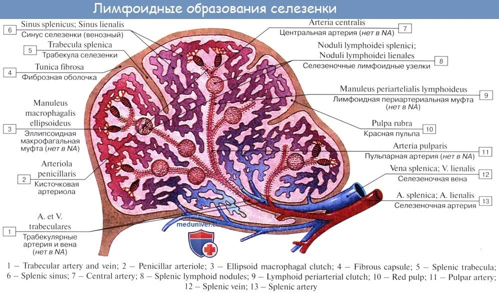 Анатомические образования селезенки. Схема строения селезенки. Внутреннее строение селезенки анатомия. Венозные синусы селезенки гистология. Наружная оболочка латынь