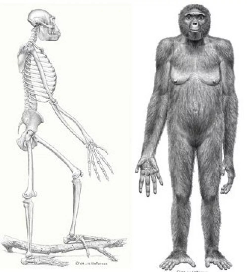 Далекими предками человека были. Арди (ардипитек). Скелет Ardipithecus ramidus. Строение скелета австралопитека.