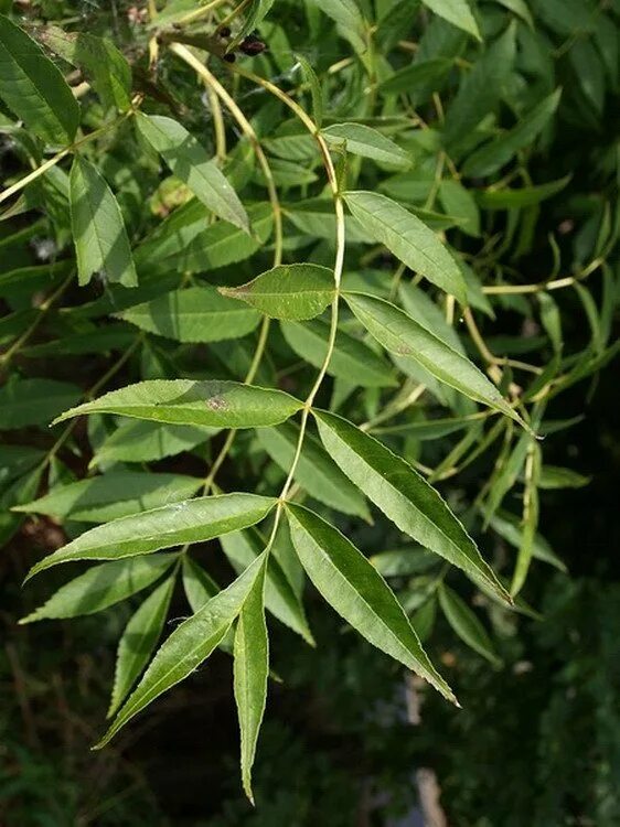 Fraxinus americana листья. Листок ясеня. Ясень листва. Ясень обыкновенный лист. Ясень обыкновенный листва.