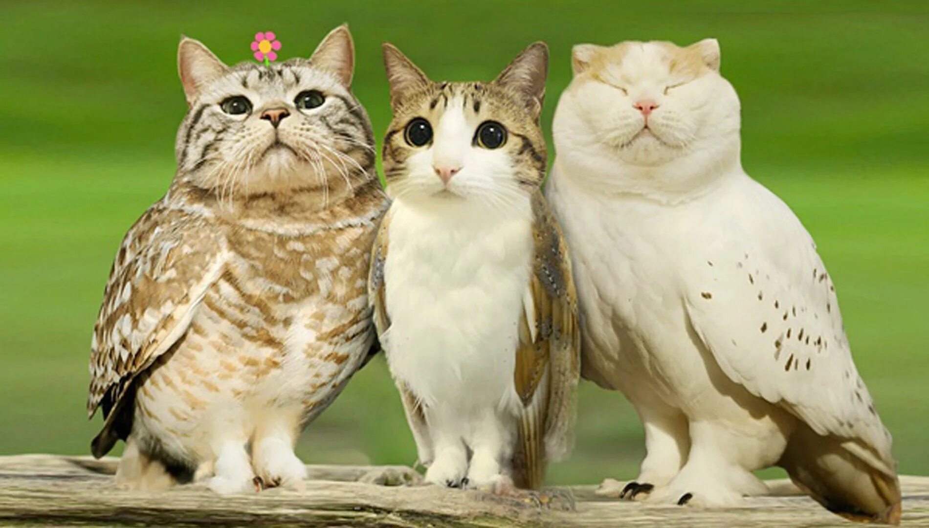 Гибриды кошек. Прозвища птиц. Кот с птицей на голове. Кошка и птица. Кот и воробей.