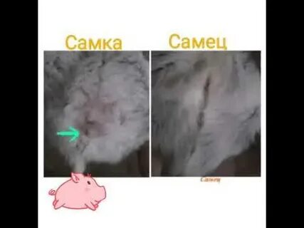 Как отличить самца хомяка