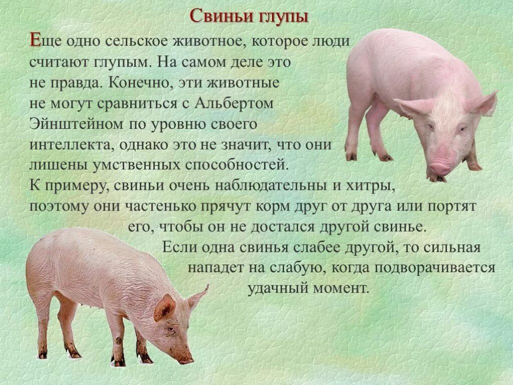 Свинья глупой