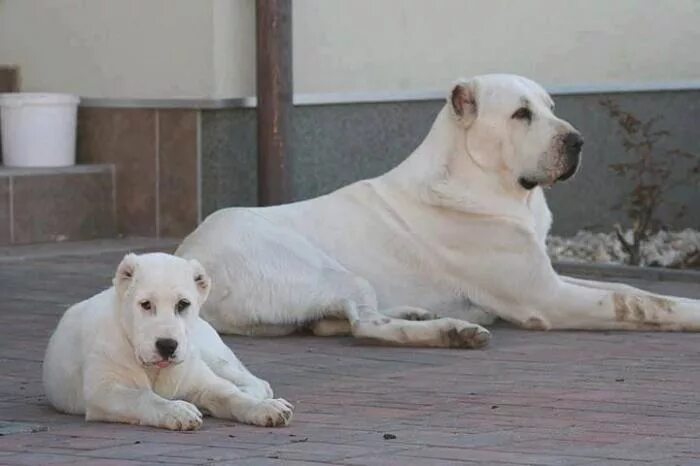 Среднеазиатская овчарка волкодав. Среднеазиатская овчарка бульдозер. Волкодав бульдозер. Алабай бульдозер. Среднеазиатская овчарка алабай бульдозер.