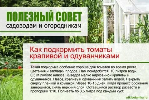Как подкормить помидоры крапивой
