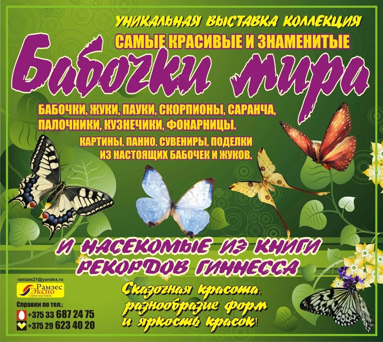 Выставка бабочек колизей. Выставка бабочек Новороссийск. Реклама выставка бабочек. Выставка бабочек Кемерово. Выставка бабочек Бийск.