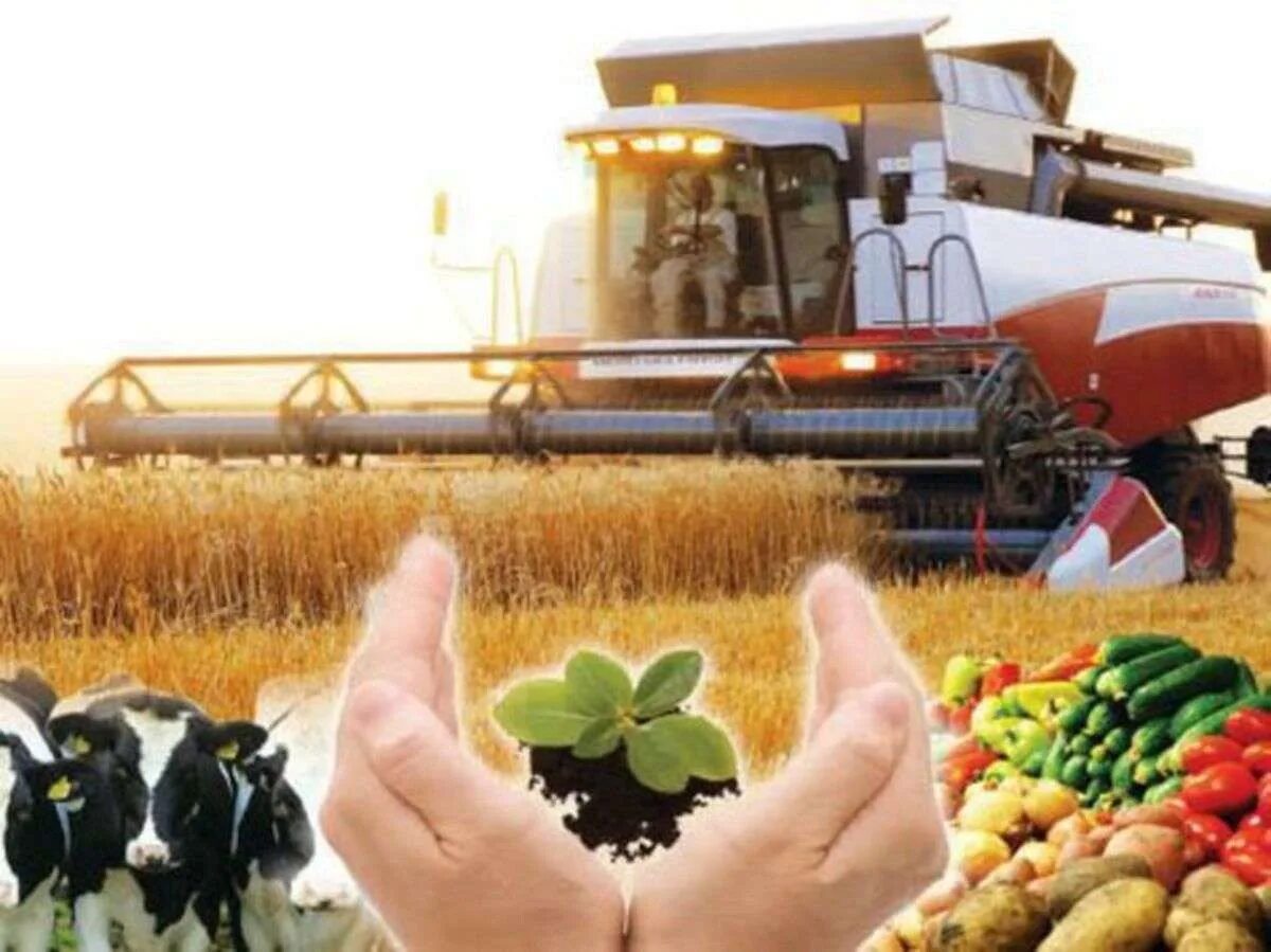 Использование сельскохозяйственной продукции