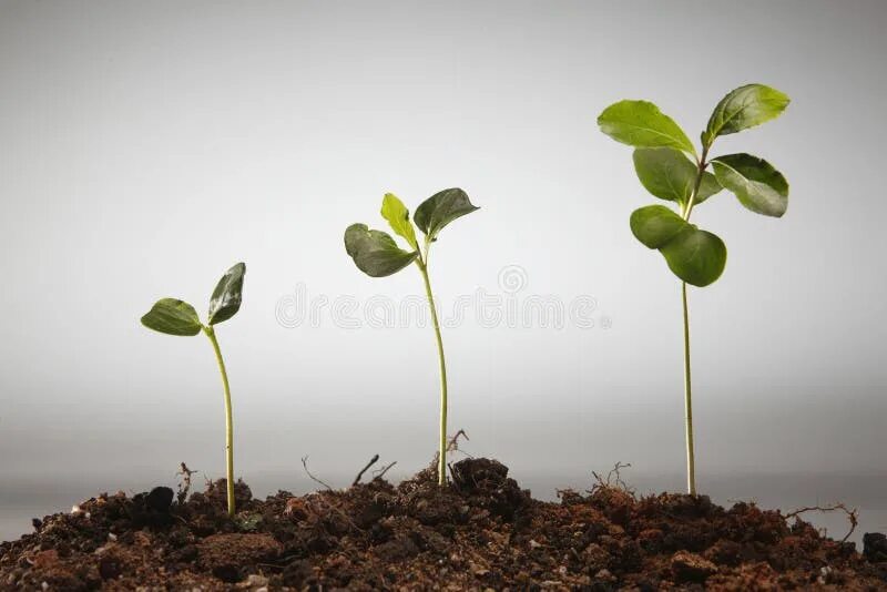 Росток дерева. Plant growing is. Зеленый обмен. Plant growing is. Plant growing is.