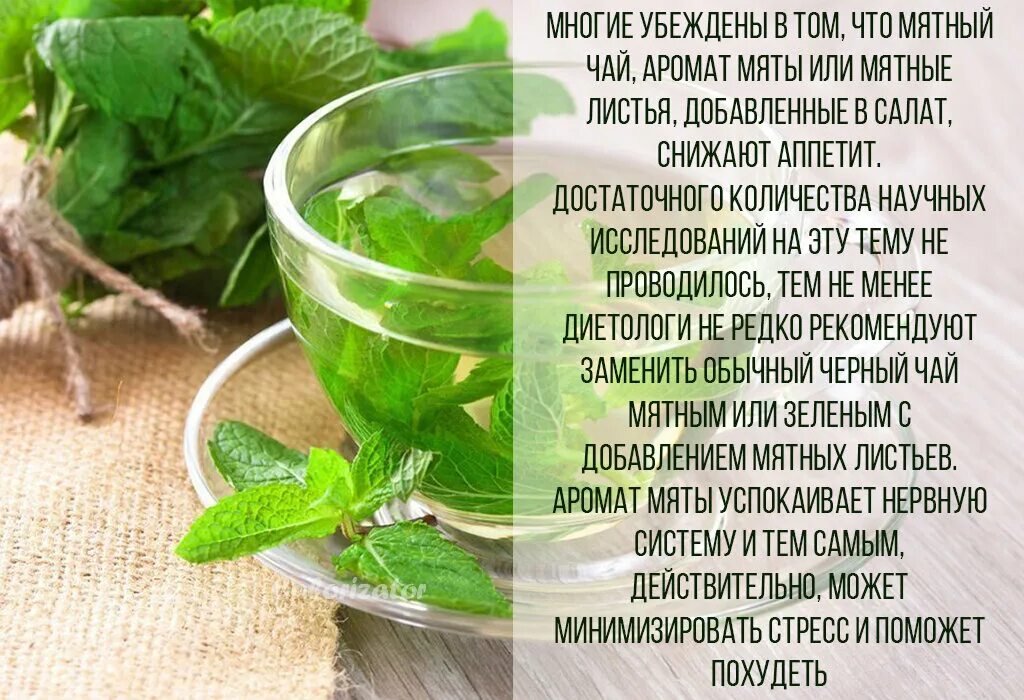 Мята чай полезные свойства. Мята в народной медицине. факты о мята перечная. польза мяты. чем полезен чай с мятой.