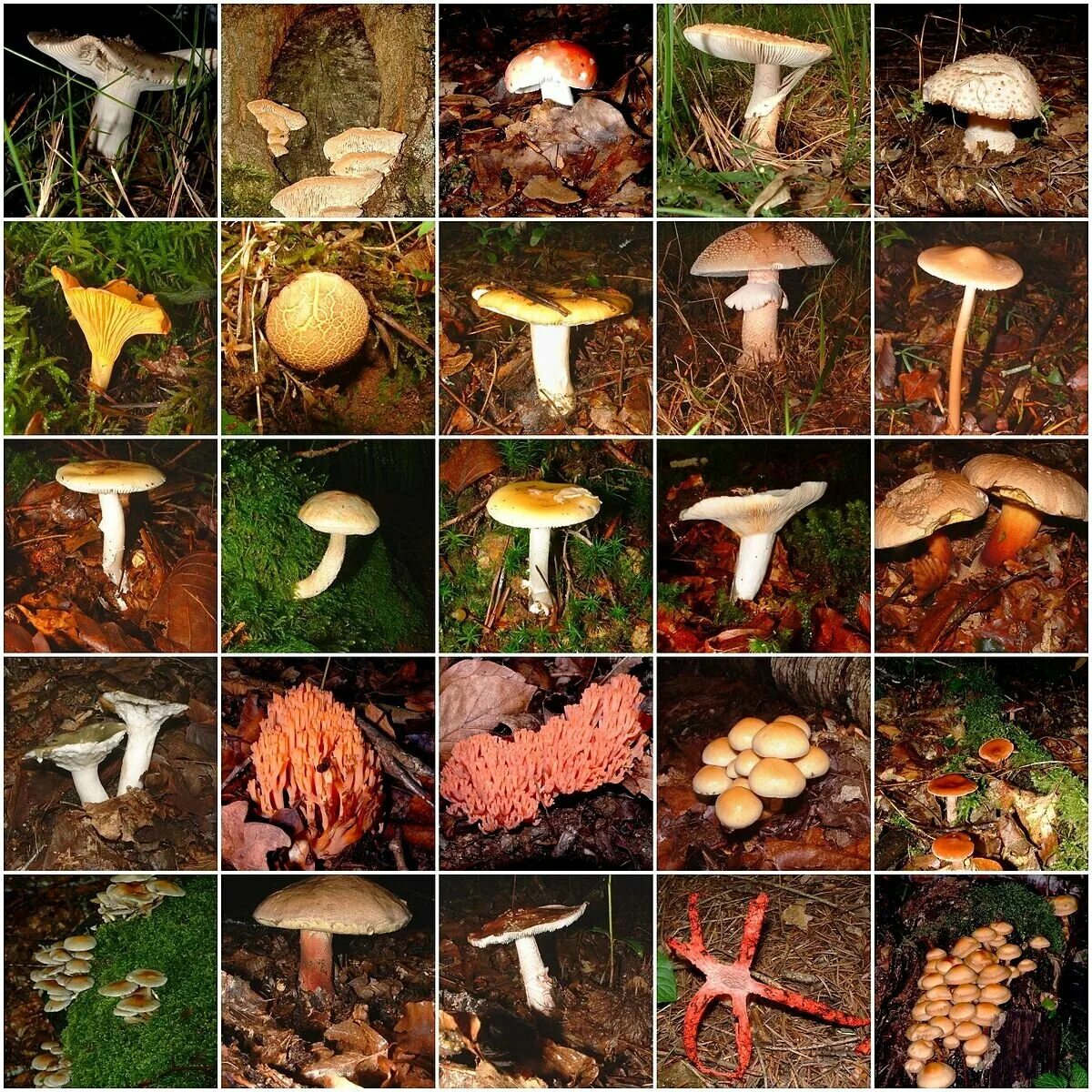 Какие грибы в начале. Лесные грибы съедобные и несъедобные. Съедобные грибы в ПМР. Съедобные грибы и несъедобные грибы Ленинградской области. Съедобные грибы Ленинградской области.
