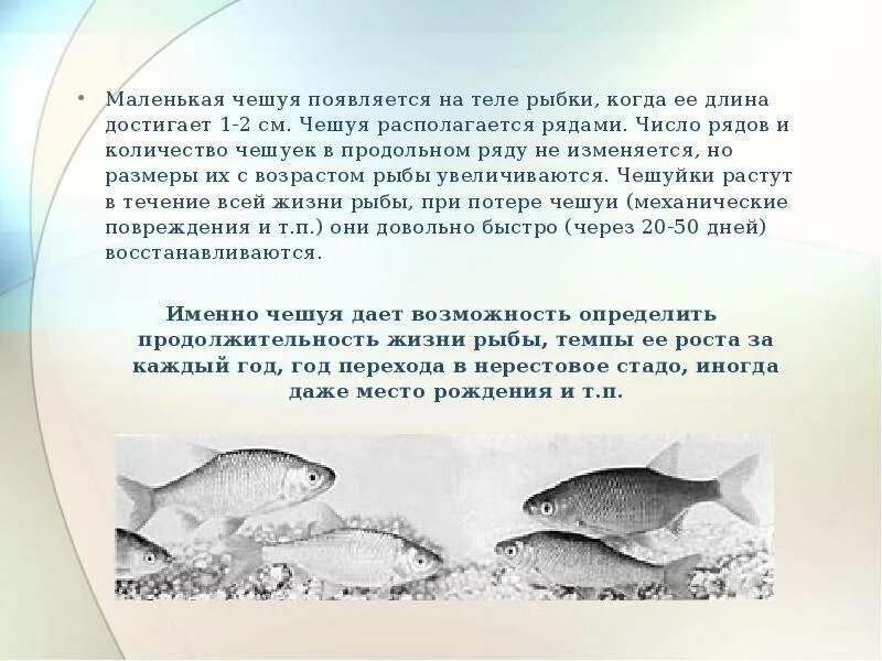 Какую функцию выполняет чешуя. Возраст рыбы. описание чешуи рыбы. мелкая циклоидная чешуя. как образуется чешуя рыб.
