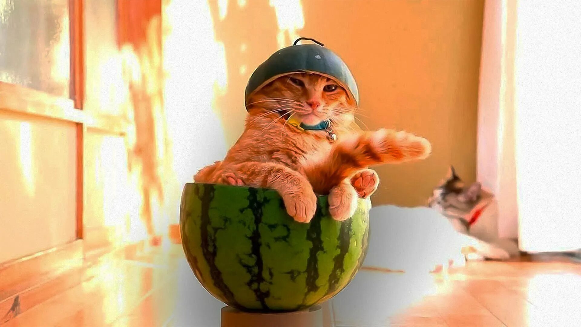 Демотиваторы кошки смешные. Котики демотиваторы. Видеоролики про кошек. Коты демотиваторы. Кот демотиватор.