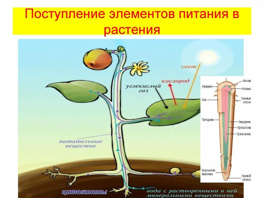 Выполняют функцию поглощения воды. Схема передвижения питательных веществ по растению. Обмен веществ у растений. Питательные вещества для растений. Поступление веществ в растение.