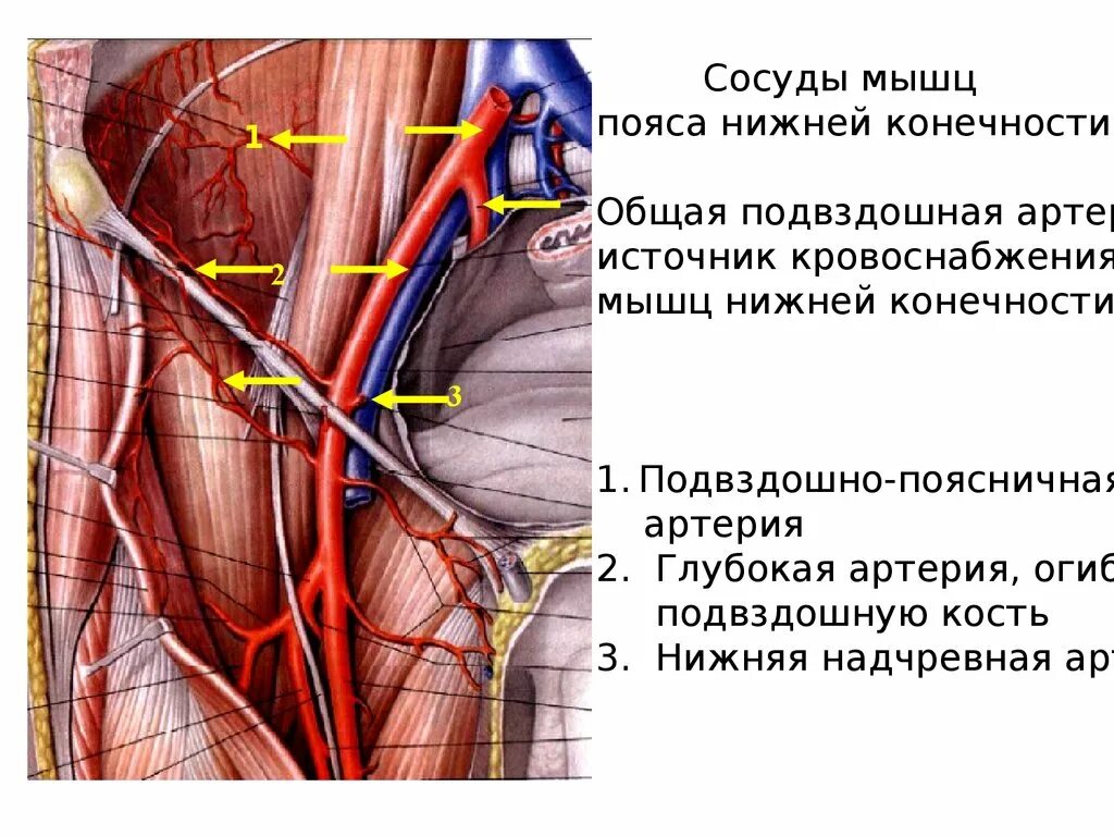 Поверхностная бедренная артерия анатомия. Нижняя надчревная артерия. Нижняя глубокая надчревная артерия. 22. Нижняя надчревная артерия.
