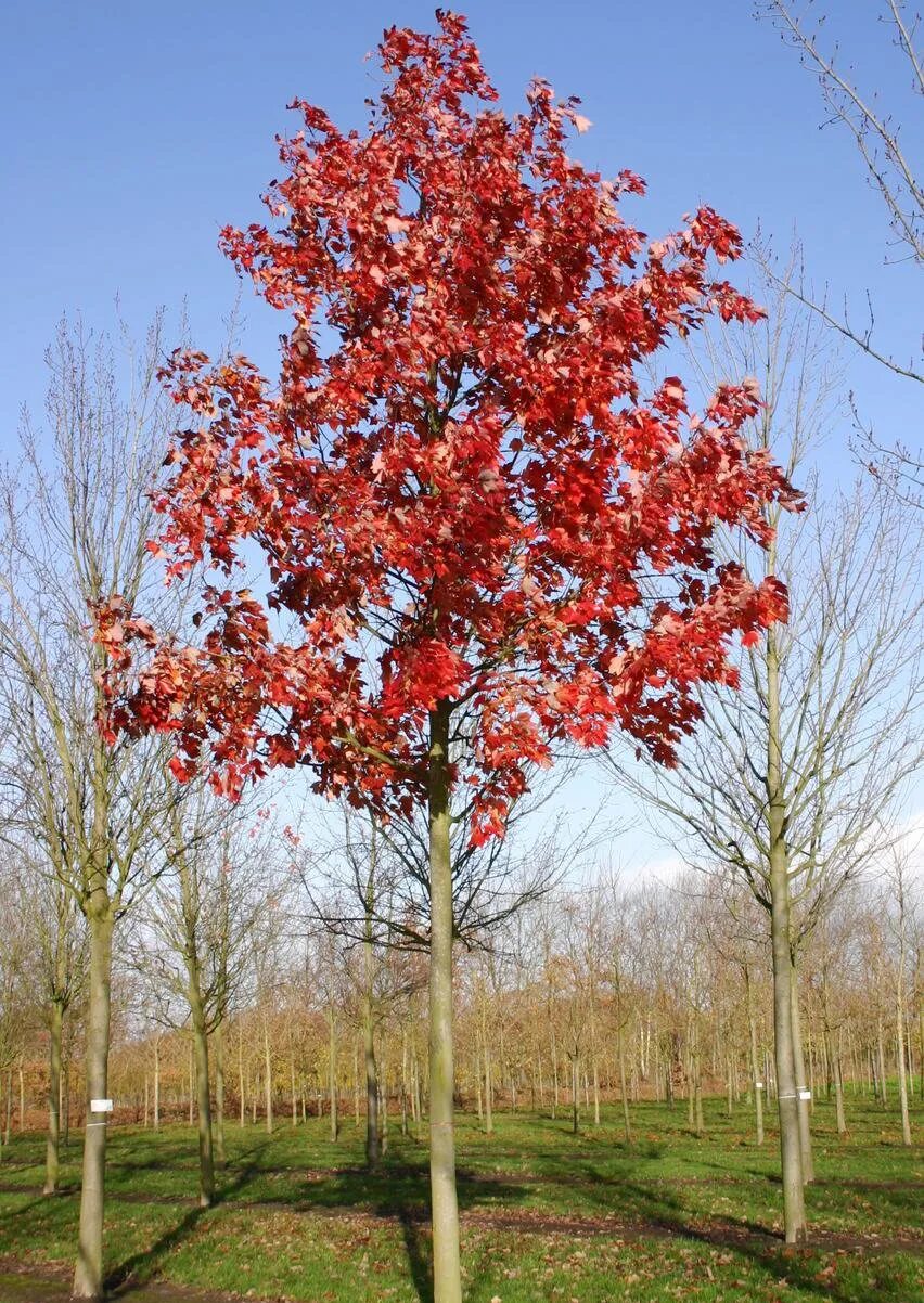 Дерево с красными листьями название. Клён канадский краснолистный. Клен красный Acer rubrum. Дуб красный rubrum. Клен Октобер Глори.