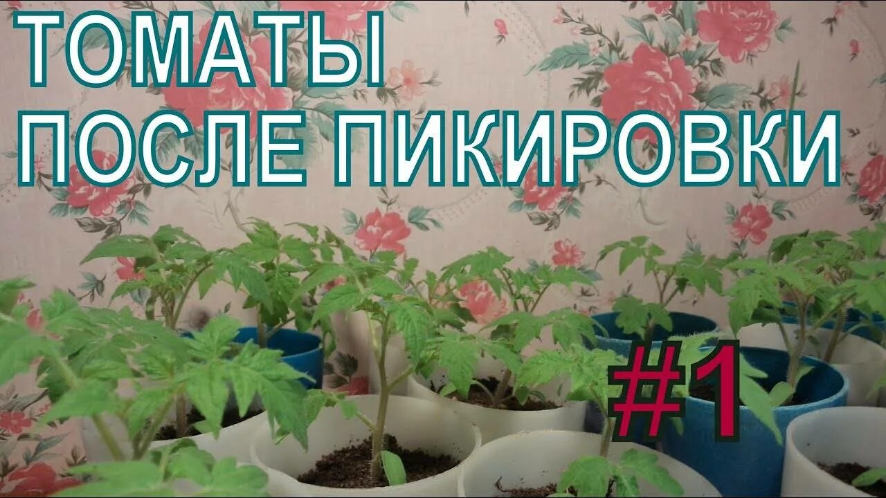Как поливать рассаду томатов после пикировки. Подкормка помидор после пикировки. подкармливаем. рассаду.помидор.после.пикировки. подкормка рассады томатов до пикировки. рассада помидор после пикировки.