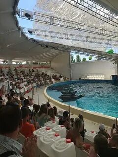Анапский дельфинарий пионерский просп 20а 6 фото