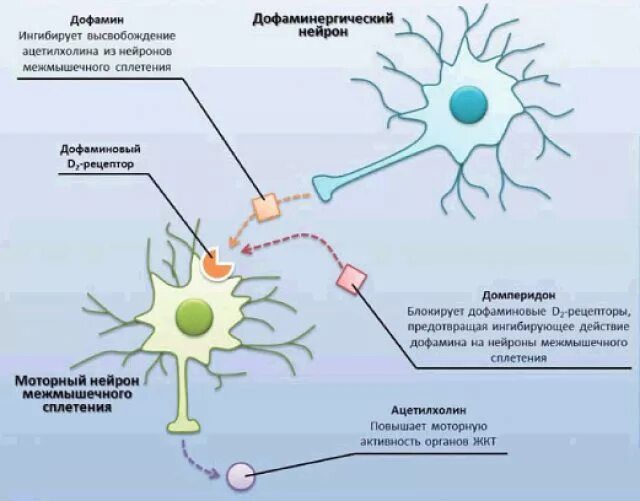 Дофаминергические Нейроны. Домперидон механизм действия. Дофаминовый Нейрон. Для нервных клеток лекарство.