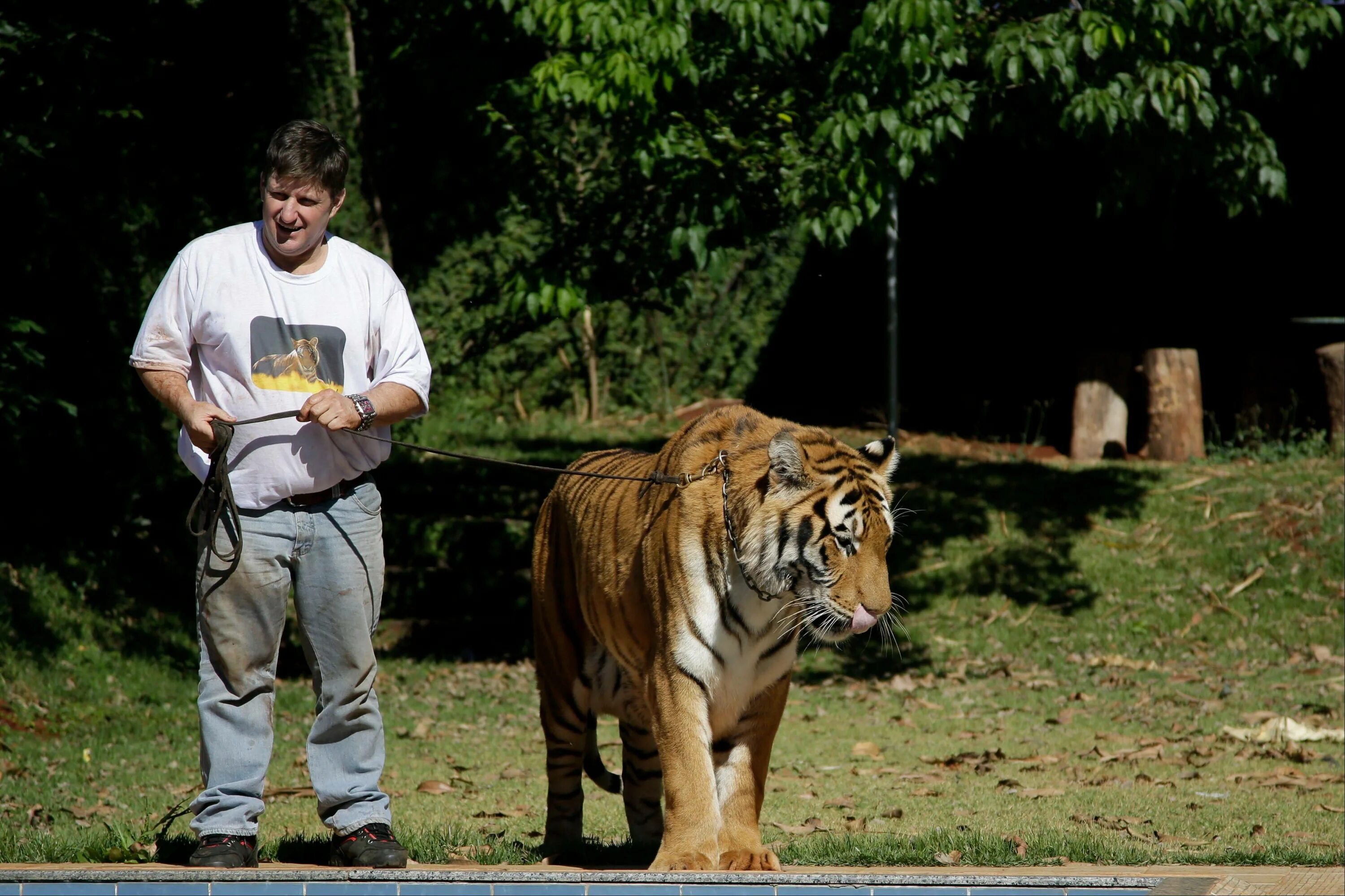 Взрослый тигр и человек. Роза тигр фото. Тигр домашний питомец. Ручной тигр. Tiger in his.