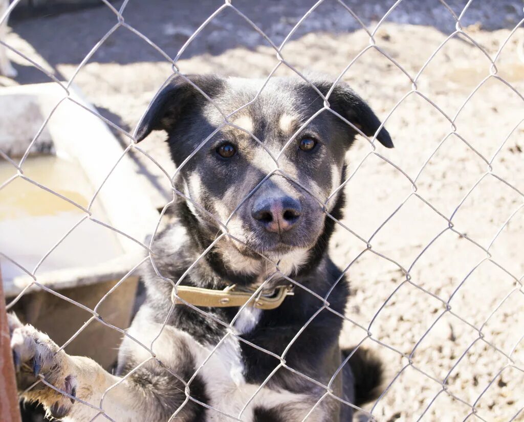 Shelter приют. приют собачьей надежды самара. самарские приюты для животных в самаре. приют для животных самара. приют для животных жигулевск.