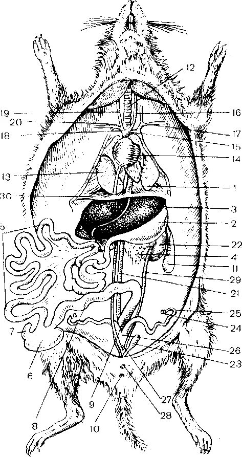 Анатомия крысы внутреннее строение. Топография внутренних органов крысы. Анатомия крысы пищеварительная система. Пищеварительная система крысы рисунок.