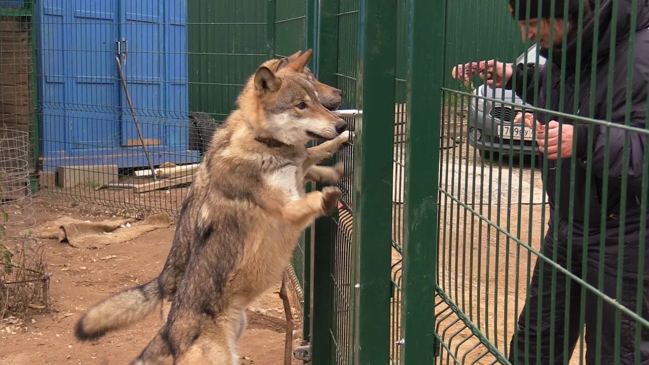 Догнал волка. Поймать волка голыми руками.