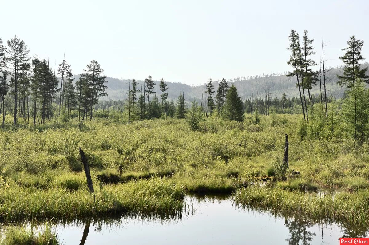 торфяные болота тайга сибирь. тайга северная карелия. таёжное болото. заболоченная тайга западной сибири. таежный болотистые озера.