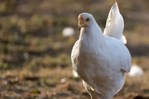 Курица белая птица
