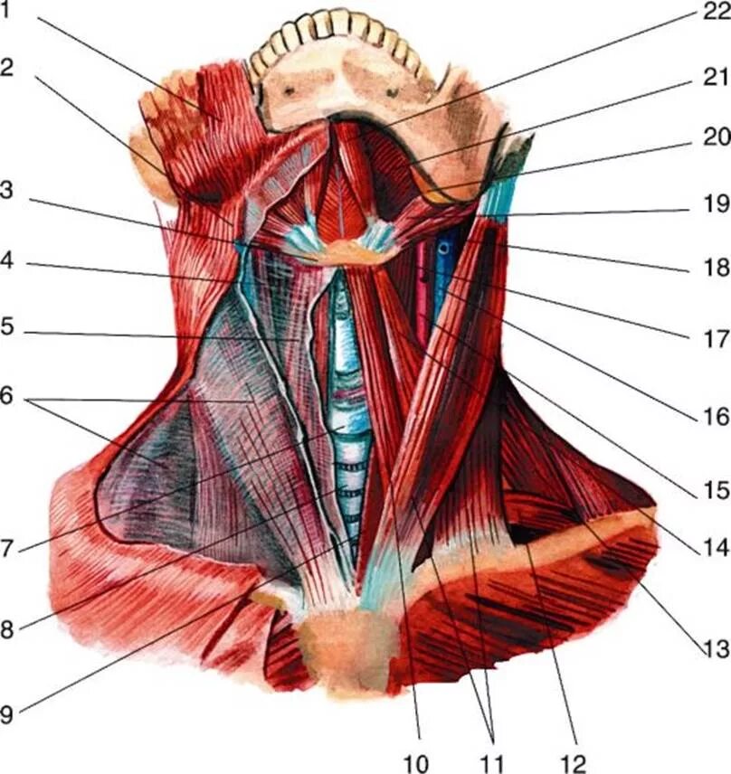 Spatium retropharyngeum. Подбородочный треугольник шеи топографическая анатомия. Подподбородочный треугольник топографическая анатомия. Подподбородочный треугольник (Trigonum submentale). Топографическая анатомия шеи мышцы шеи.