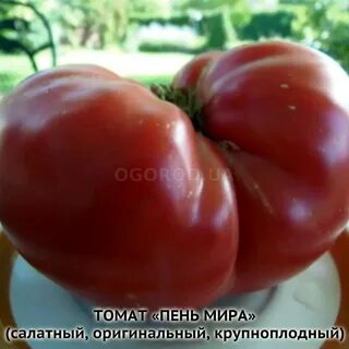 Томат пень характеристика и описание сорта фото
