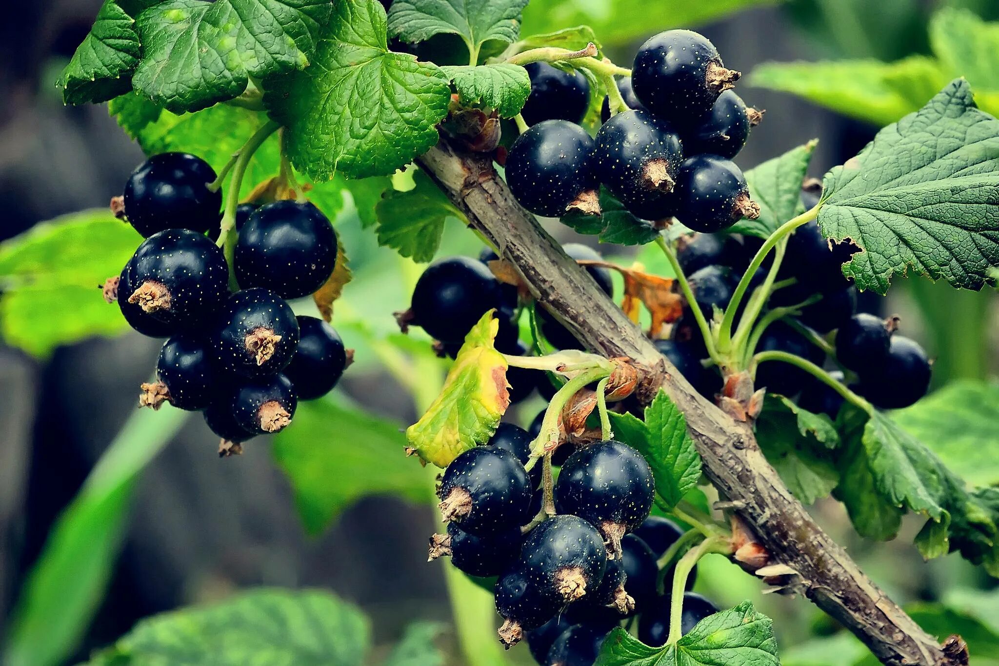 Форма смородины. Смородина (ribes). смородина биберштейна. смородина иглистая. ягоды черной смородины.
