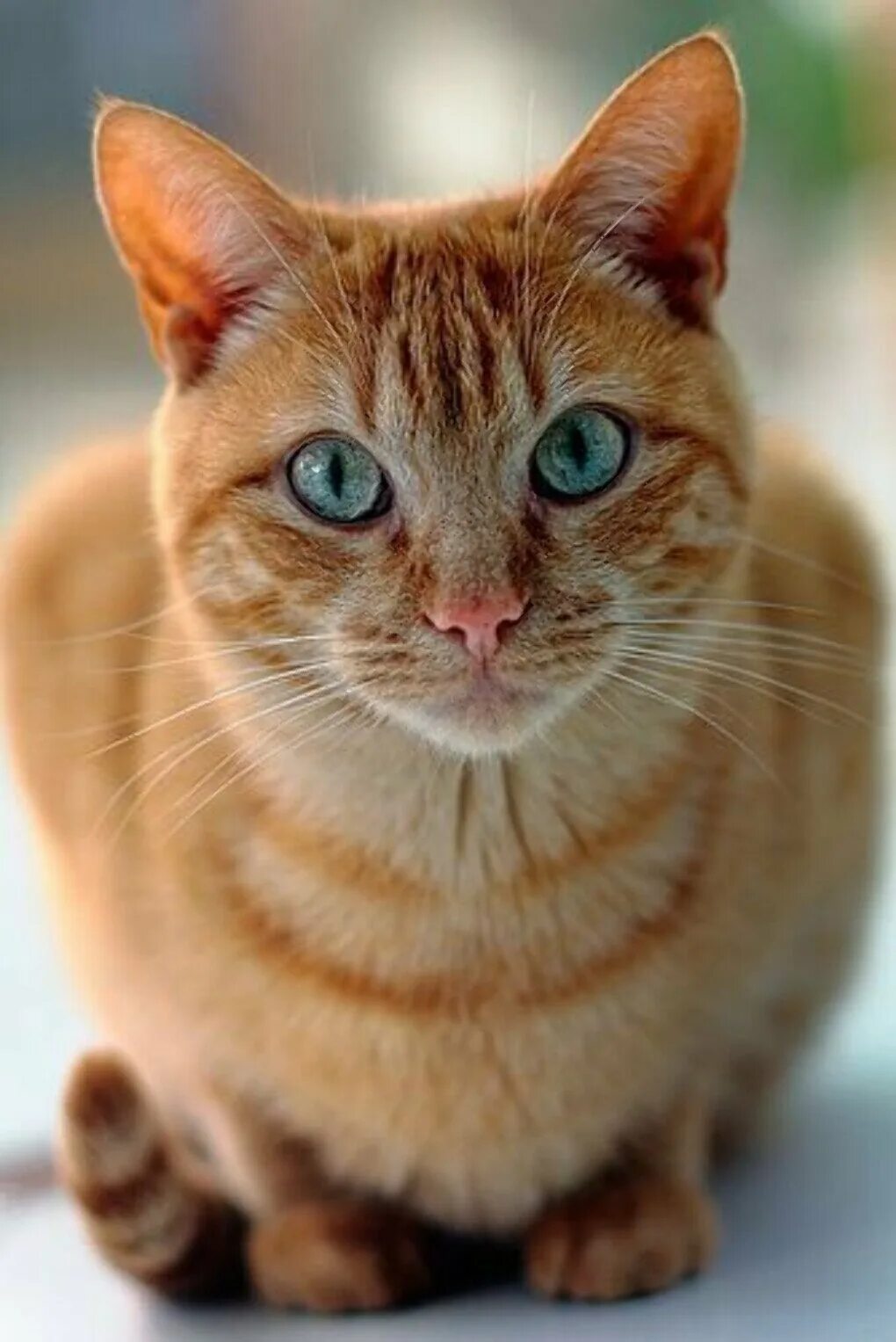 Рыжие породистые коты. Европейская короткошерстная табби рыжий. Бенгальская короткошерстная кошка рыжая. Европейская короткошерстная кошка рыжая. Европейский короткошерстный кот рыжий.