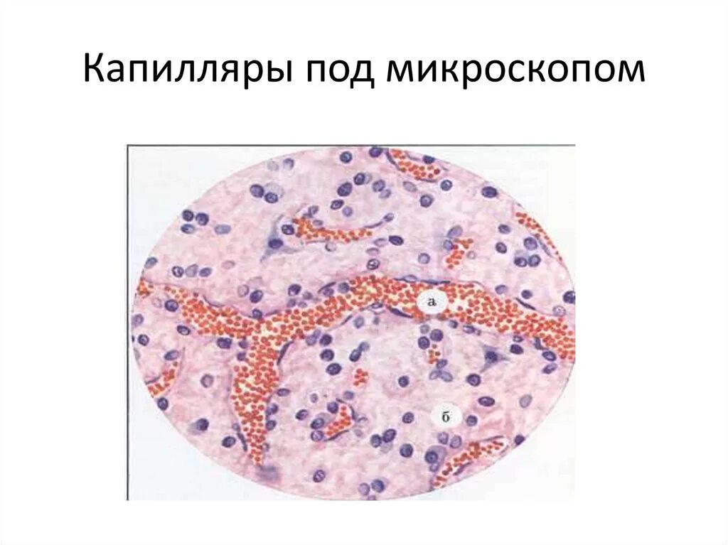 Капилляры гистология препарат. Капилляры под микроскопом. кровеносные капилляры под микроскопом. кровеносные капилляры строение под микроскопом. капилляры человека под микроскопом.