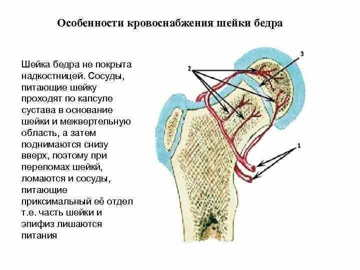 Кровоснабжение шейки бедренной кости. Кровоснабжение проксимального отдела бедренной кости. Связки шейки бедренной кости. Связка головки бедренной кости сосуды.