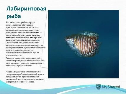 Вид лабиринтовых рыб сканворд