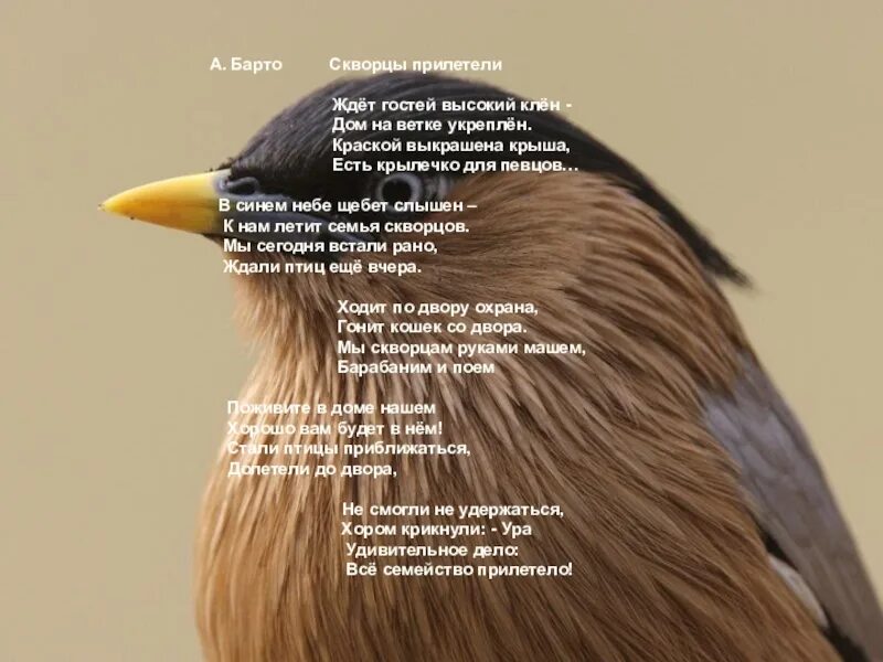 Ждет гостей высокий клен. Скамейка в осеннем парке. Ждет гостей высокий клен. Стихи барто скворцы прилетели. Скворцы прилетели.