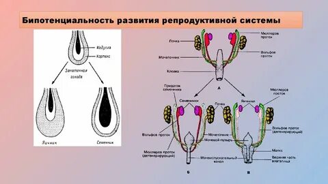 Периоды репродуктивной системы