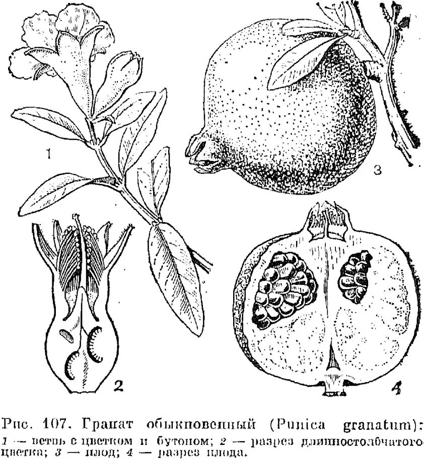 Дерево семейства розовых приносящие сочные плоды. Плод гранатина строение. Гранат структура плода. Гранат строение плода. Гранат завязь плодов.