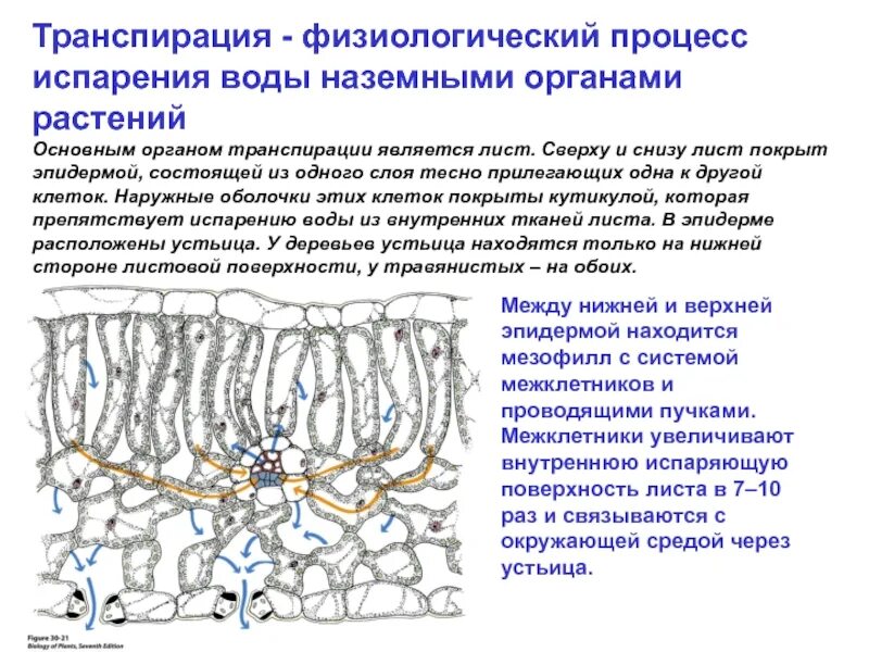 Функции транспирации. Транспирация физиология растений. Функции транспирации растений. Процесс транспирации у растений кратко. Схема транспирации растений.