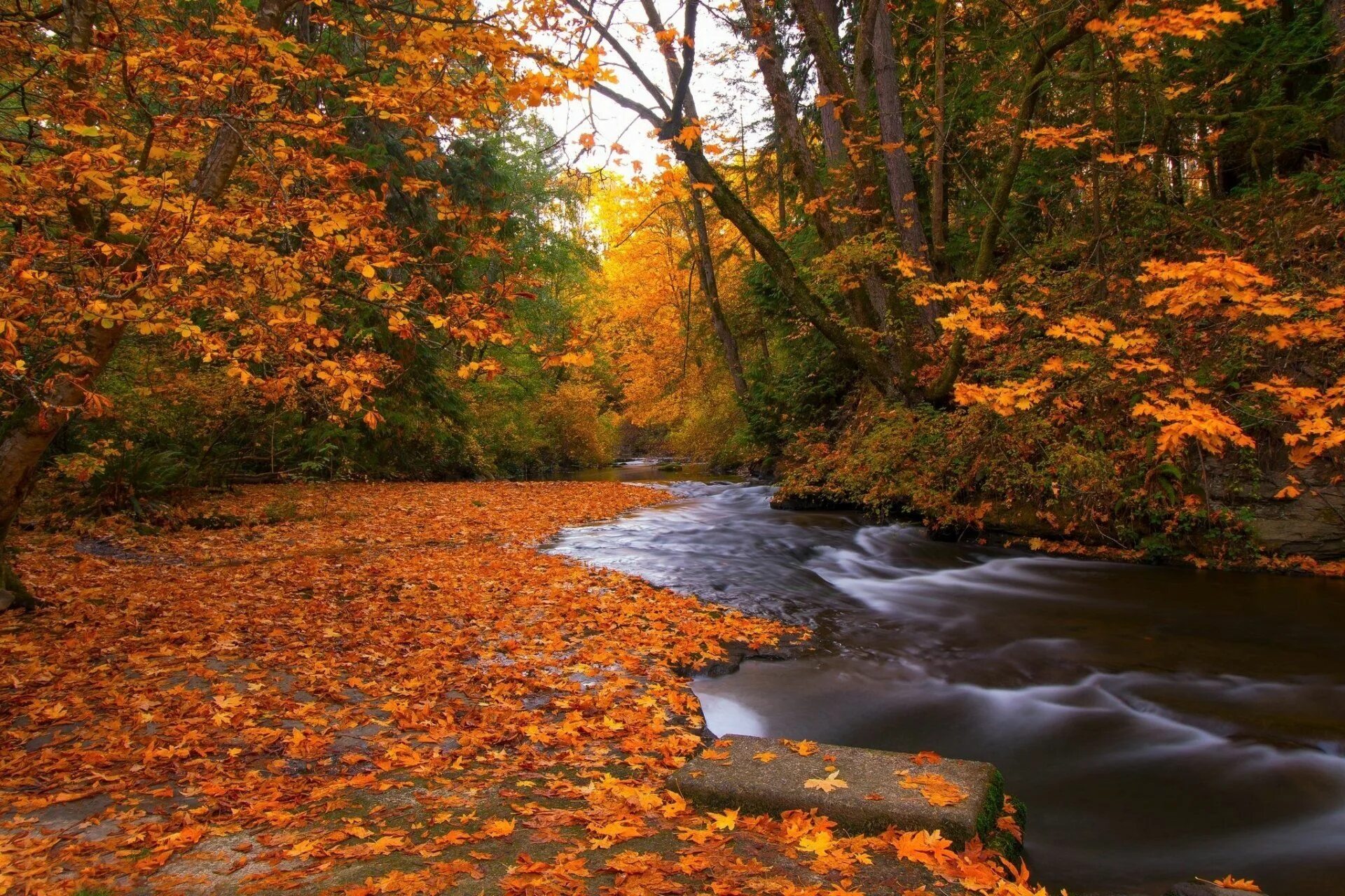 AUTUMN RIVER - Desktop Nexus Wallpapers River, Landscape, Fall river