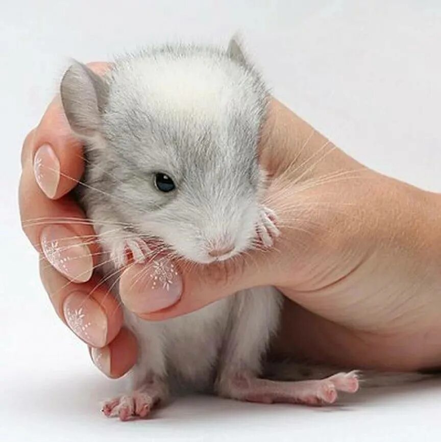 Маленькие домашние грызуны. Домашние животные грызуны. Серая крыса (rattus norvegicus berkenhout, 1769). Домашняя белка дегу. Домашняя белка дегу.