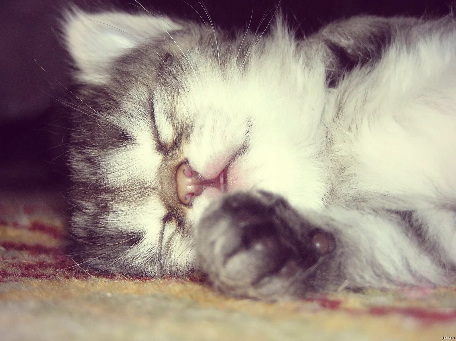 Котенок устал. Уставший котик. спят усталые котейки. пушистых снов котик.