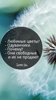 Любимый одуванчик