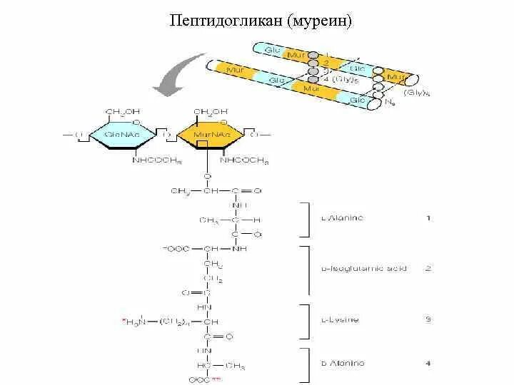 Функции муреина. Пептидогликан клеточной стенки. Муреин формула. Муреин функции.