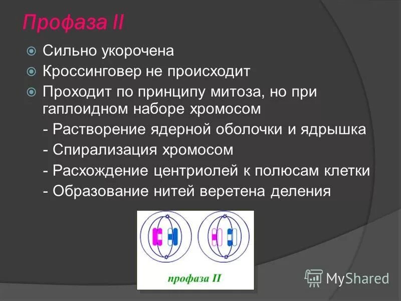 Лептотена стадия тонких нитей. Схема мейоза 2n. Фазы 1 деления мейоза. Профаза 1 лептотена зиготена пахитена диплотена диакинез. Сцепленное наследование схема скрещивания.