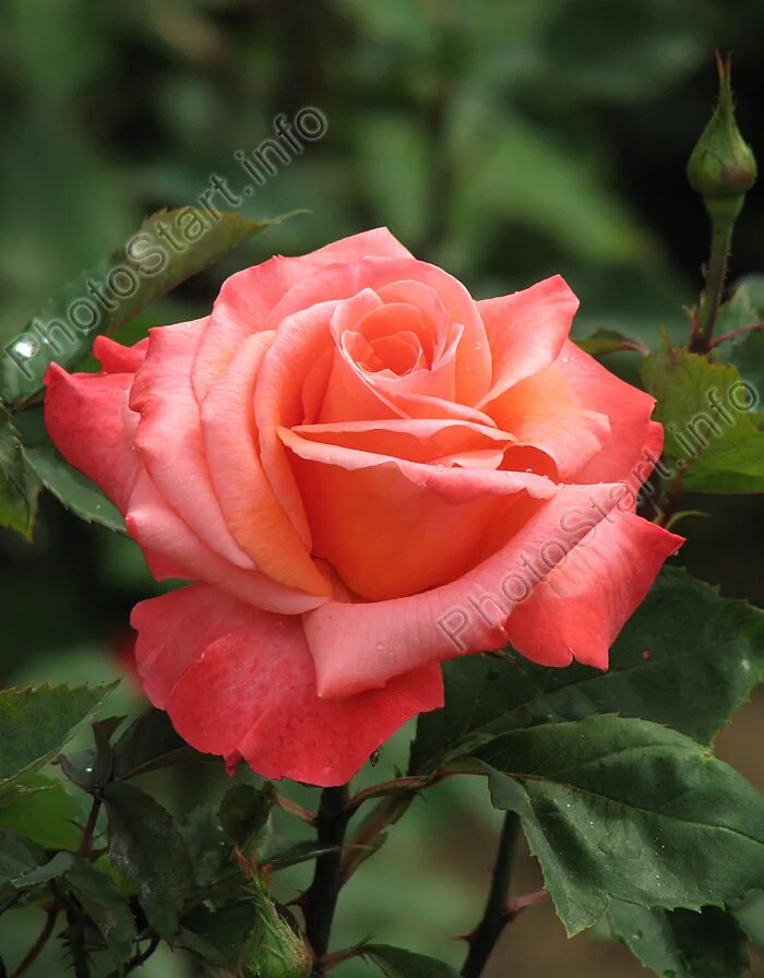 зи лезги халкь. лезгинка розы. лезгинка розы. лезгинка розы. роза лезгинка.