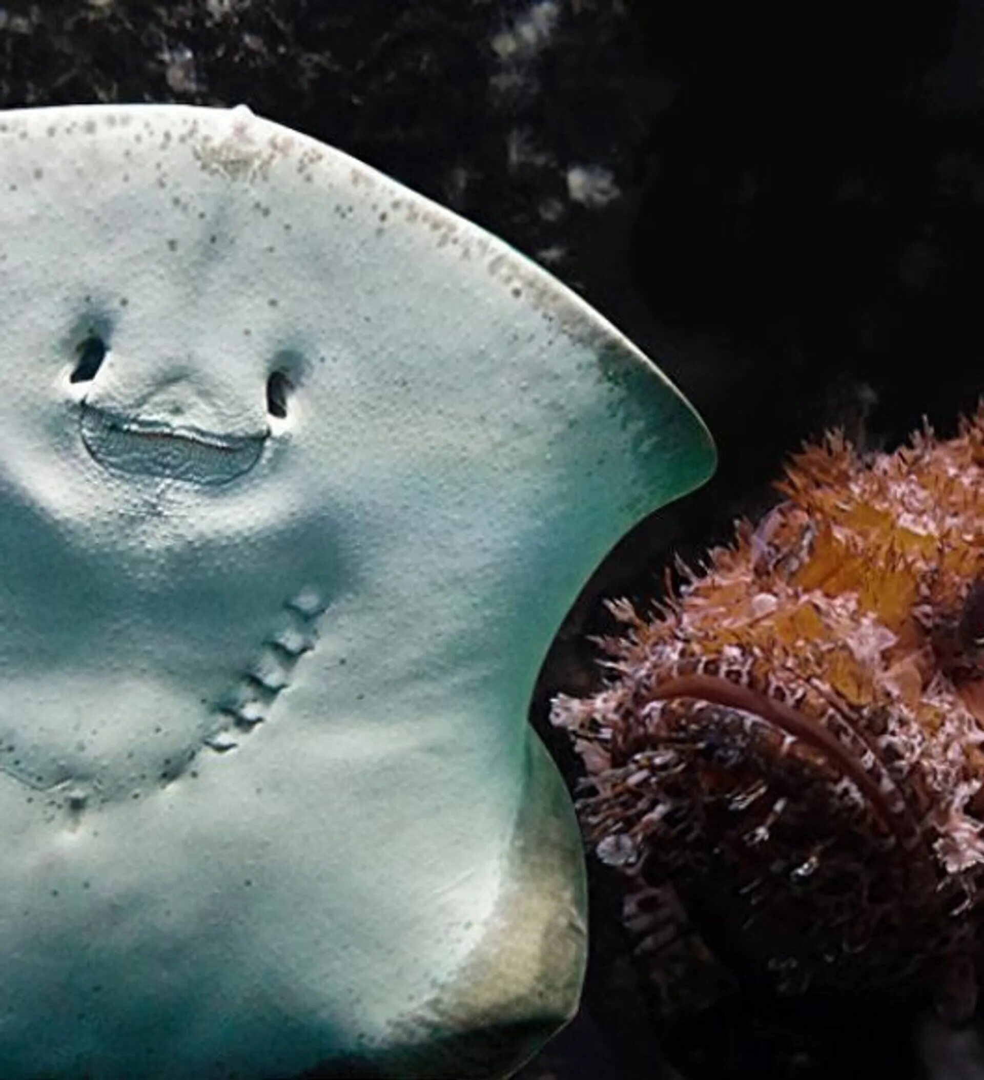 Черноморский скат хвостокол. Оьеталтели чёрного моря. Абитатели у чёрного моря. Обитатели дна черного моря. Обитатели черного моря.