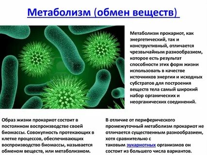 Вирусы одноклеточные