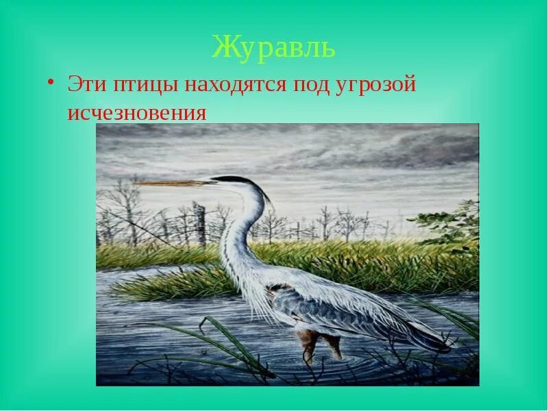 Какие животные находятся под угрозой. Птицы под угрозой исчезновения. птицы которые находится под угрозой исчезновения. виды птиц, находящиеся под угрозой исчезновения..